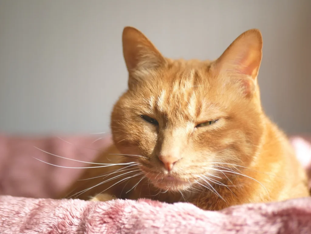 眠そうな顔をしているネコ