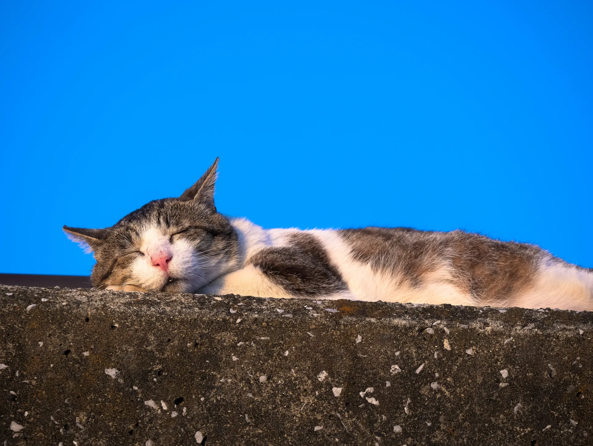 コンクリートの上で昼寝する野良猫